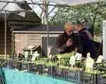 Lammetjes knuffelen op de markt